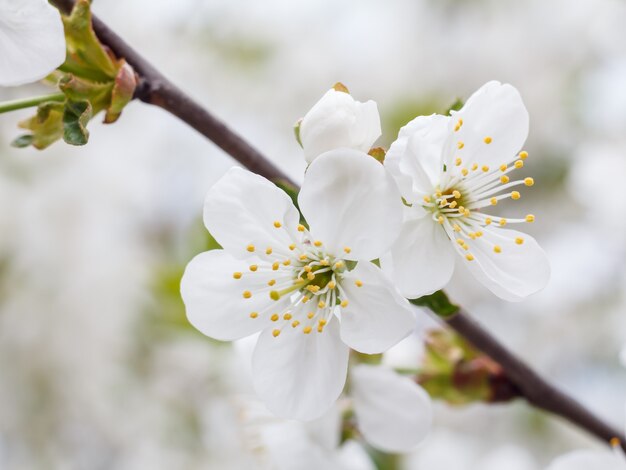 close-up branch of a cherry tree in the period of spring flowering