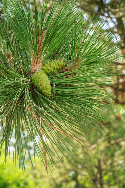 Close-up branch of pine tree with green needles and cones in a forest with blurred natural background.