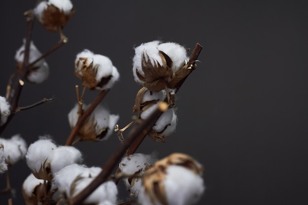 Close-up branches of natural cotton in a glass vase on a dark , Christmas  