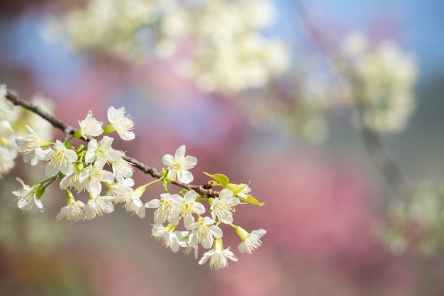 Close up branches of white blossom with blue sky background