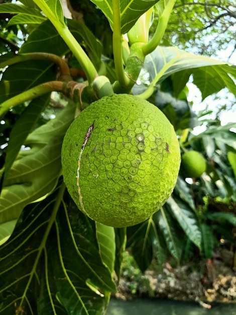 Close up of breadfruit plant