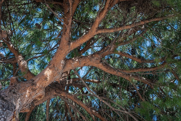 CLose up of the bright green young coniferous branches on a green blurred background against bly sky