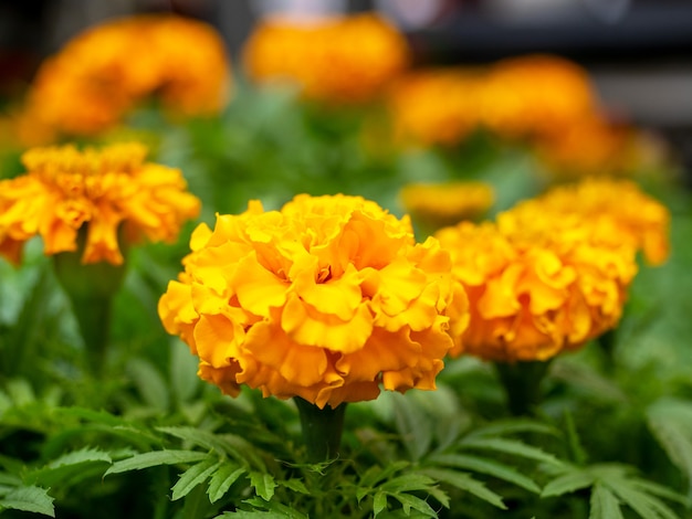 Close-up of a bright orange flower Tagetes large-flowered. Green leaves. Plants for planting in the garden