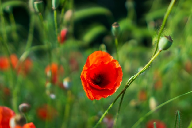 Photo close-up of bright red poppy flower on field