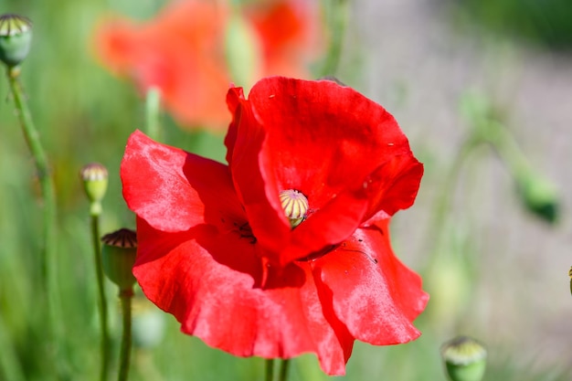 Close up of bright red poppy flowers Summer time Background with copy space Blooming poppies garden