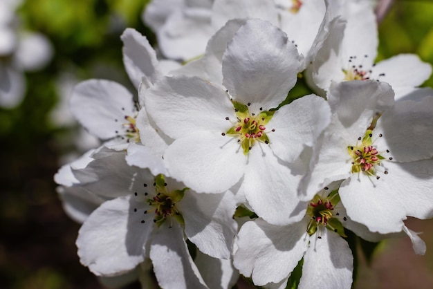 Close up bright white pear blossoms in spring