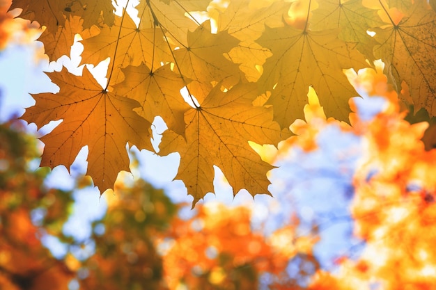 Close up of bright yellow and red maple leaves on fall tree branches with vibrant blurred wall in autumn park.