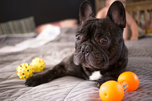 Close up brindle French bulldog playing with his toys on the bed