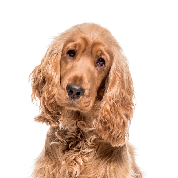 Close-up of a brown English Cocker Dog