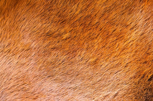 Close up brown horse textured