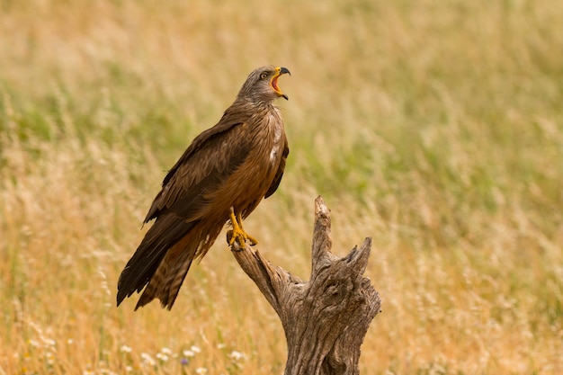 Close-up of a Brown Kite 