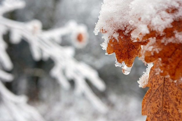 Close-up of brown oak leaf covered with snow on blurred background. Shallow depth of field.