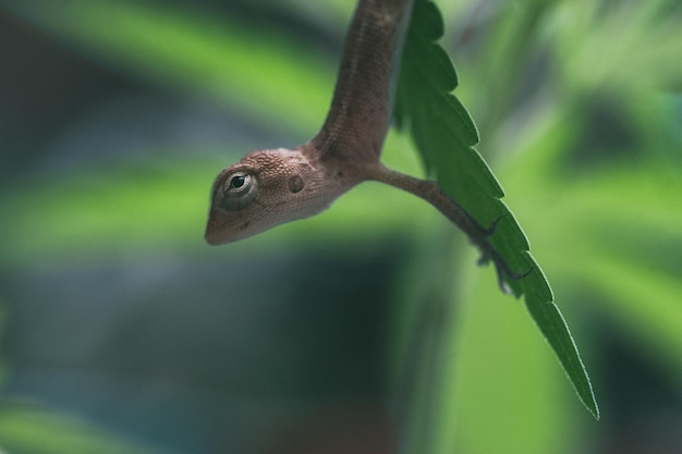 Close up brown thai chameleon on natural green background