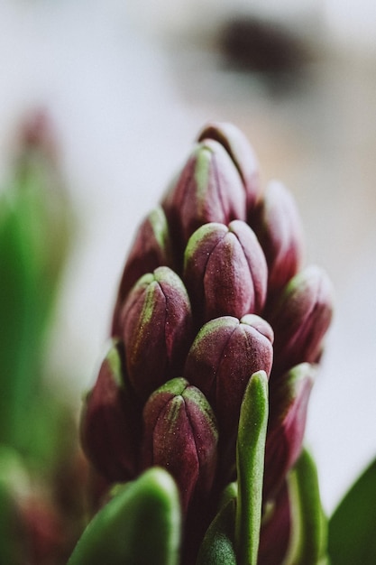 Close up of a bud of a Hyacinthus plant