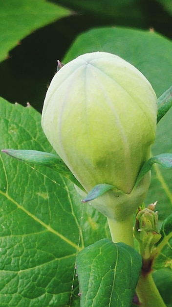 Close-up of bud