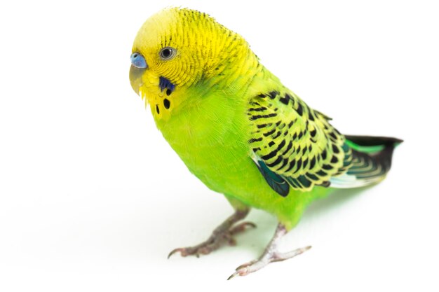 Close-up of a Budgerigar parakeet