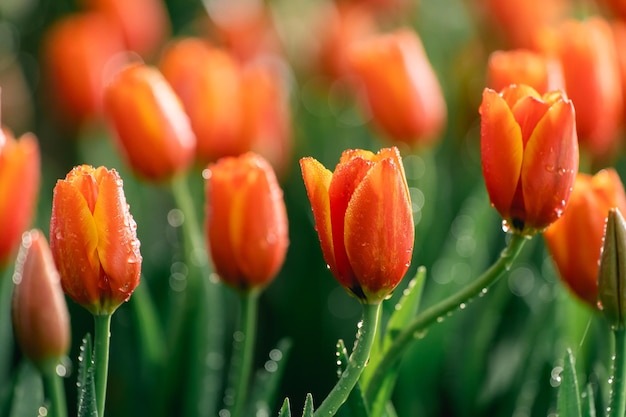 Close up buds oftulips with fresh green leaves at blur green background with copy space Hollands tulip bloom in an orangery spring season Floral wallpaper banner for floristry shop Flowers concept