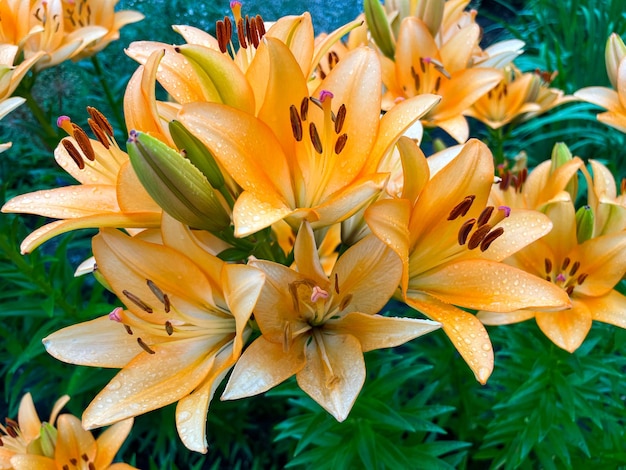 Close-up of the bulbous lily (Lilium Bulbiferum)