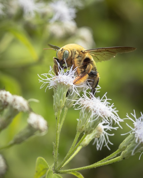 Close up bumble bee flying on wild flowers