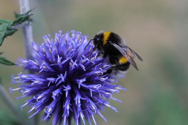 a close up of a bumblebee on a purple flower in the summer garden