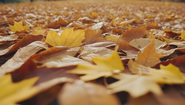 a close up of a bunch of autumn leaves that are on a field