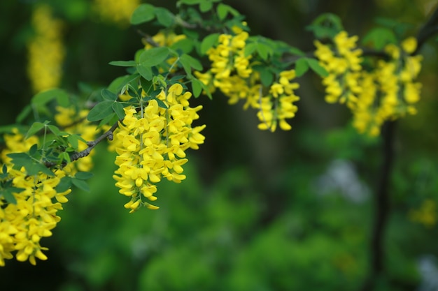 Close up of a bunch of flowering branches yellow with flowers