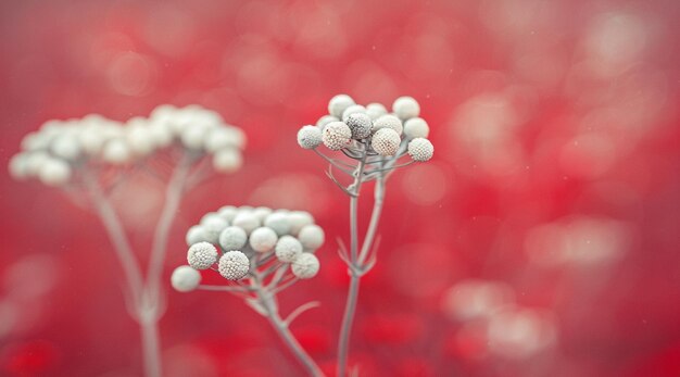 Photo a close up of a bunch of flowers with white dots