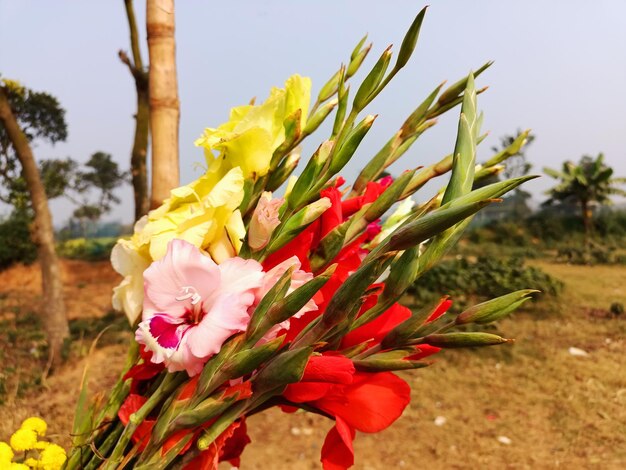 A Close Up Of A Bunch Of Flowers