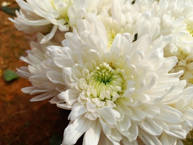 A close up of a bunch of flowers