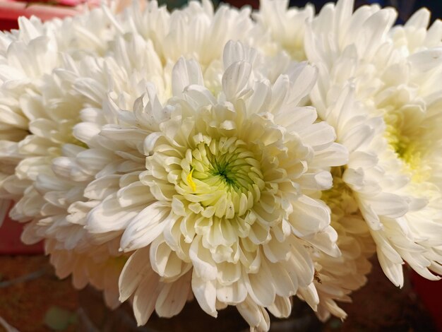 A close up of a bunch of flowers