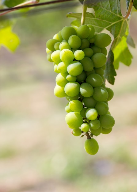 Close up Bunch of fresh green grapes. Green sunny leaves on the background.In the garden