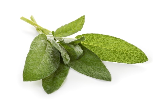 Close-up of a bunch of fresh salvia on white