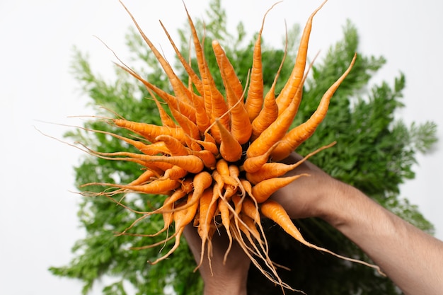 Close-up of bunch of freshness carrots in male hands on white background.