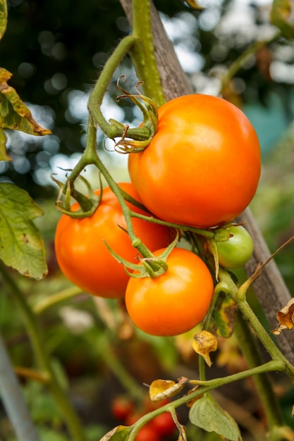 Close-up the bunch of ripe tomatoes growing in the greenhouse