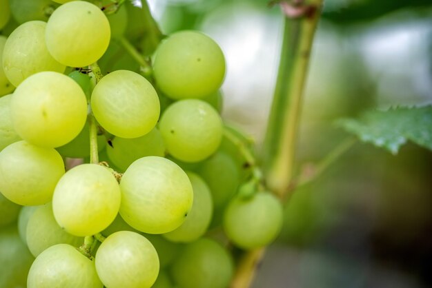 Close-up of bunches of ripe wine grapes on vine