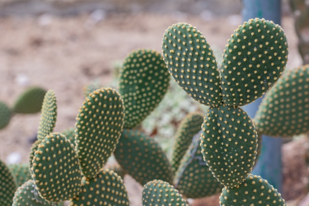 Photo close up bunny ears or  angel wings  cactus in a garden. (opuntia microdasys)