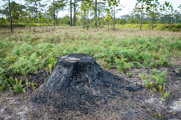 Photo close up burned stumps