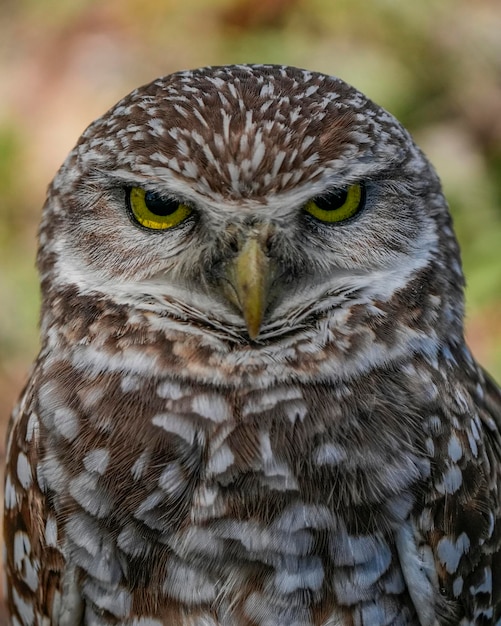 A close up of a burrowing owl