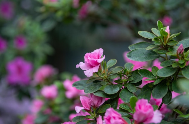 A close up of a bush with pink flowers