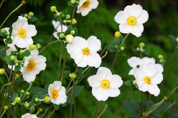 Close up of a bush with white flowers and yellow center