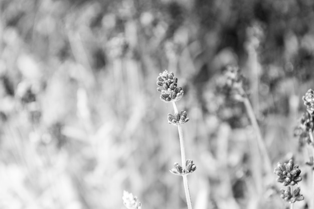 Close up bushes of beautiful lavender Aromatic flowers concept Provence style Lavender tender violet flowers Lavender field Gardening planting plants and botany Floral shop Growing lavender