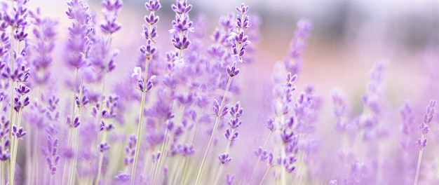 Close up Bushes of lavender purple aromatic flowers at lavender field in summer