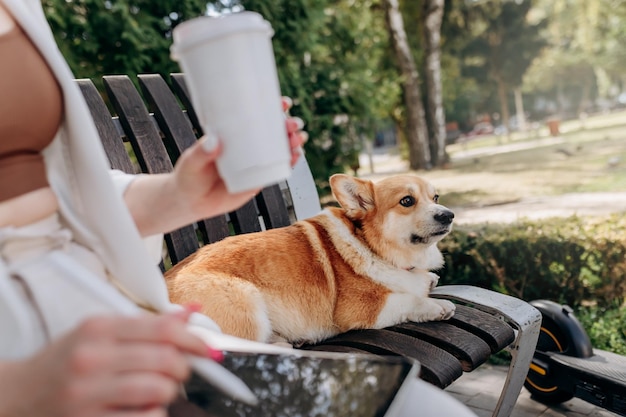 Close up of businesswoman in white suit sitting in city parkland drink coffee and working on digital tablet with her dog Welsh Corgi Pembroke