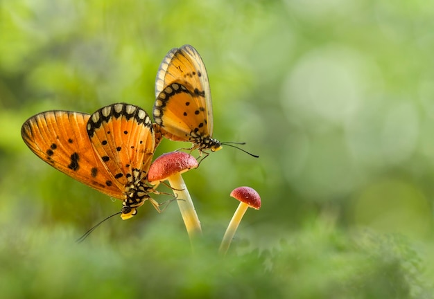 Photo close-up of butterflies on mushroom