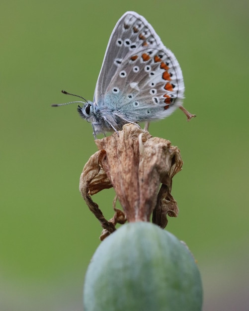 Photo close-up of butterfly on flower