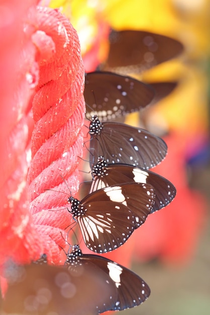 Photo close-up of butterfly on flower