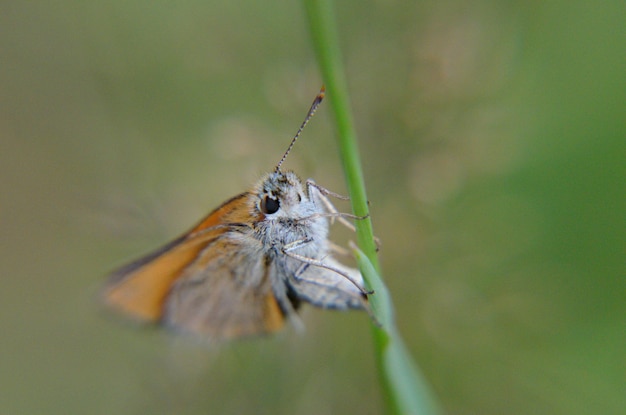 Photo close-up of butterfly on flower