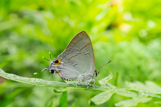 Close-up of butterfly on leaf