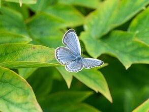 Butterfly photos