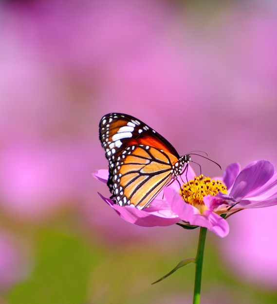 Close up of butterfly on pink cosmos flower blurred background 